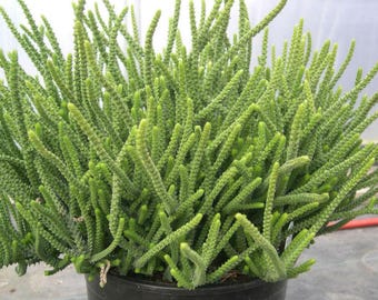 Buy 2 Get 1 Free - Princess Pine Crassula House Plant