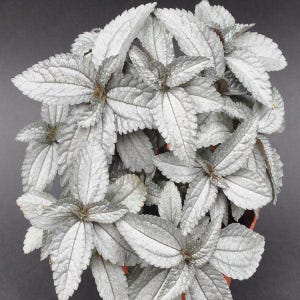 May include: A close-up of a potted plant with silvery-gray leaves. The leaves have a textured surface and are arranged in a radial pattern. The plant is set against a dark gray background.