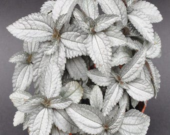 Buy 2 Get 1 Free - Silver Cloud Pilea House Plant