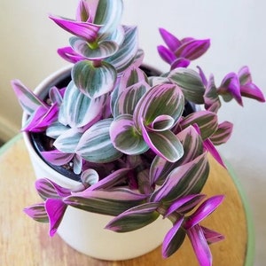 Bubblegum Tradescantia Tricolor House Plant Small Potted 2.5" with Options