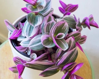 Buy 2 Get 1 Free - Bubblegum Tradescantia Tricolor Nanouk
