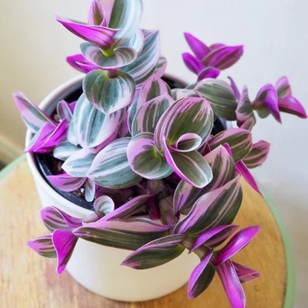 Bubblegum Tradescantia Tricolor House Plant Small Potted 2.5" with Options