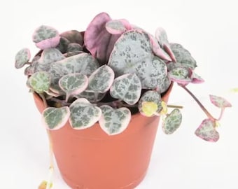 SALE Pink Variegated String of Hearts House Plant Small Potted 2&quot; with Options Live Houseplants