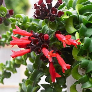 May include: Close-up of a Hoya plant with dark burgundy flowers and bright red tubular blooms. The plant has thick, green, curly leaves. The flowers are clustered together, creating a striking contrast against the foliage.
