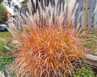 SALE Autumn Flame Grass