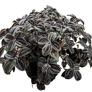 May include: A close-up of a Pilea involucrata plant, also known as the friendship plant. The plant features dark green, textured leaves with silver veining. The leaves are arranged in a dense, bushy pattern, creating a full appearance. The plant is in a dark pot.