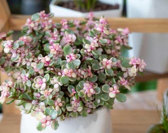 SALE Pink Elephant Bush