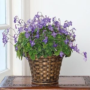 May include: A potted plant with vibrant purple flowers and green leaves. The plant is in a woven brown basket, sitting on a wooden table. The flowers have a delicate, cascading appearance, adding a touch of elegance to the arrangement.