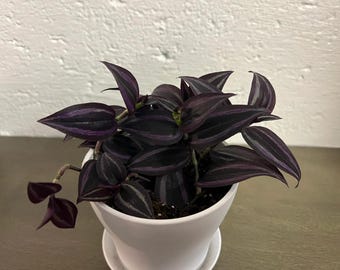 Buy 2 Get 1 Free - Dark Desire Tradescantia House Plant