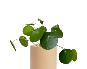 Buy 2 Get 1 Free - Chinese Money Plant Peperomia House Plant