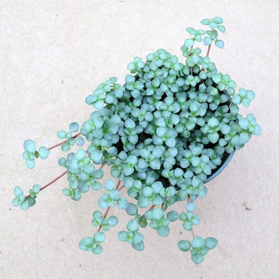 SALE Blue Baby Jobs Tears Ground Cover House Plant Small Potted 2.5" with Options Mini Plants