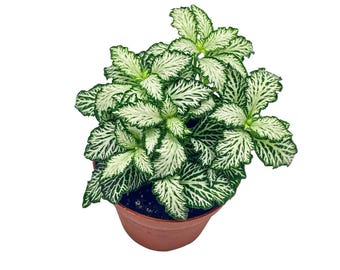 Buy 2 Get 1 Free - Mini White Tiger Fittonia