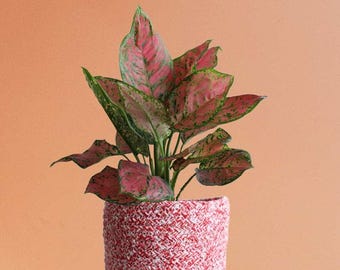 Buy 2 Get 1 Free - Red Valentine Aglaonema Houseplant
