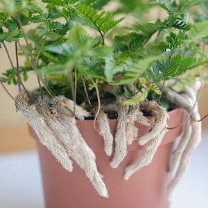 May include: A potted fern plant with light brown roots growing out of the pot. The pot is a light brown color and the plant has green leaves.