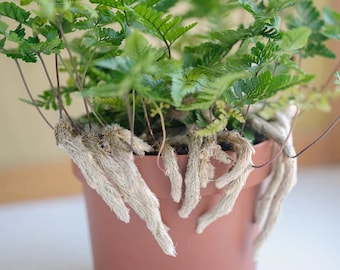 SALE Rabbit&#39;s Foot Fern House Plants Mini Plant in Pot Live Houseplants