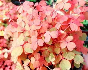 Buy 2 Get 1 Free - Sunset Oxalis