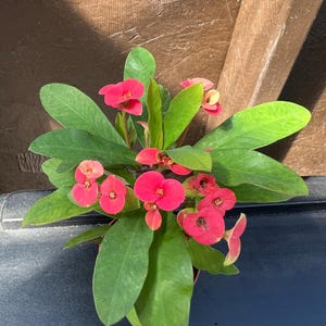 May include: A potted plant with vibrant green leaves and clusters of small, bright red flowers. The plant is set against a dark background, with sunlight illuminating the leaves and blossoms. The plant appears to be a type of succulent.