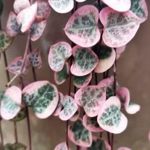 May include: A close-up of a string of pink and green heart-shaped leaves. The leaves have a variegated pattern of pink and green.