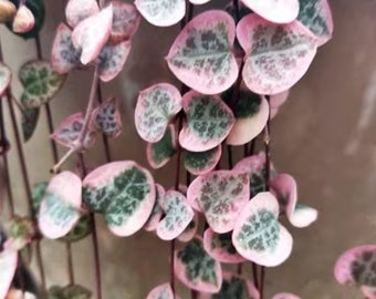 Buy 2 Get 1 Free - Pink Variegated String of Hearts House Plant