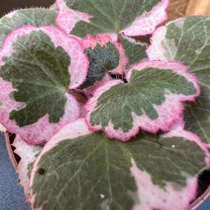 May include: Close-up of a houseplant with green leaves edged in pink. The leaves are heart-shaped and have a fuzzy texture.