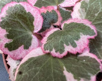 Begonia Botanicaz 85 V.5 'satin Mint' - Etsy
