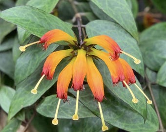 Buy 2 Get 1 Free - Black Pagoda Orange Lipstick House Plant