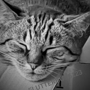 Adorable Tabby Cat Asleep in a Box: A4 Digital Art Print Downloadable*lovely wall art*
