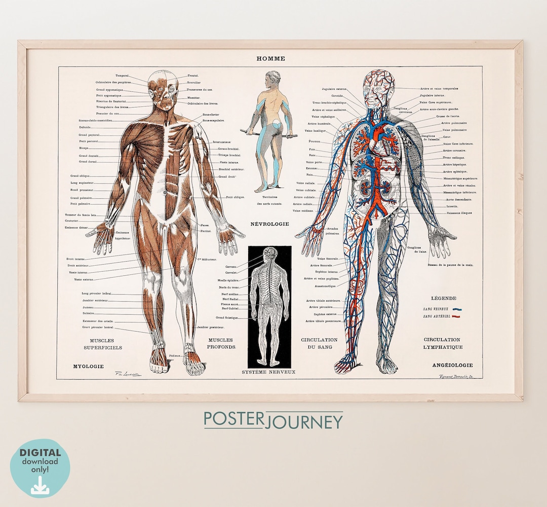 The Human Body Vintage Anatomy Illustration, Medical Antique ...