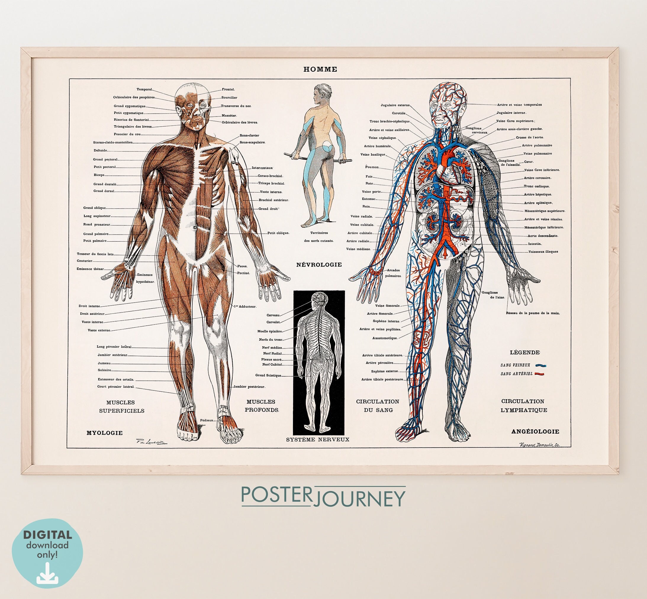 The Human Body Vintage Anatomy Illustration, Medical Antique