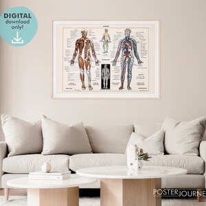 The Human Body Vintage Anatomy Illustration, Medical Antique ...