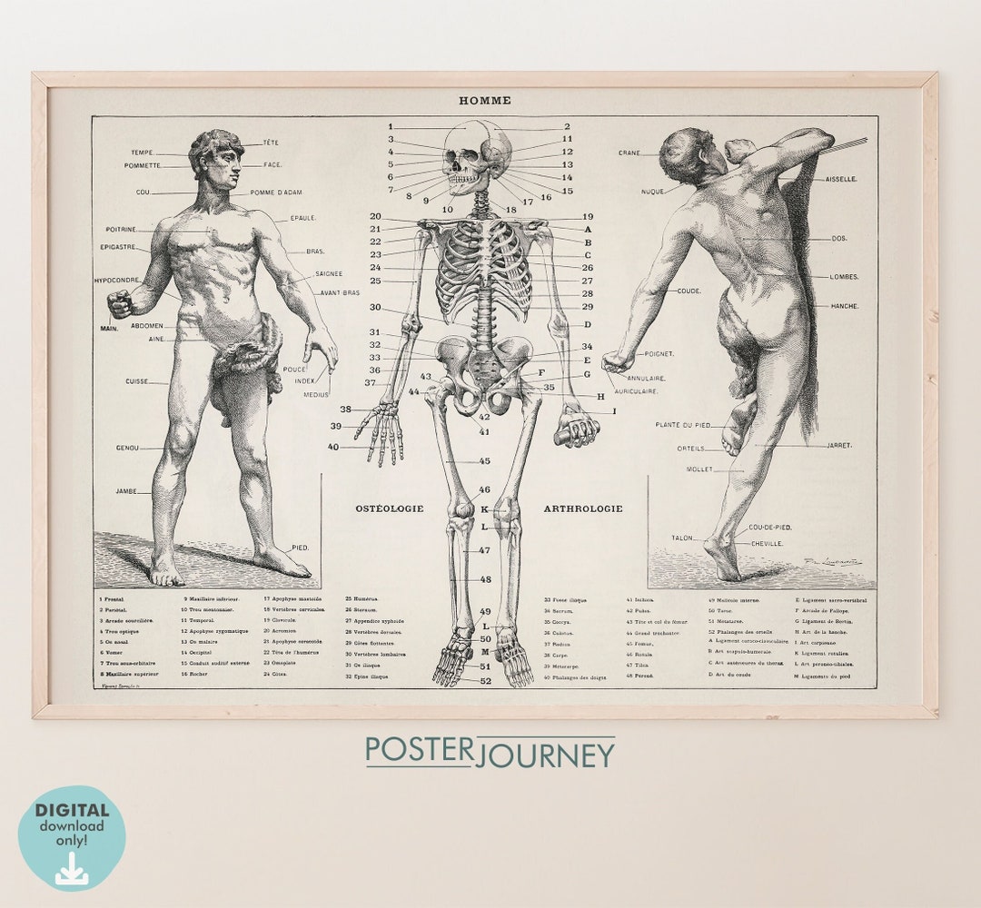 The Human Body Vintage Skeleton Anatomy Illustration, Medical Antique ...
