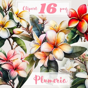 Plumeria-clipart. Tropische clipart. Floral clipart, Malediven clip art, PNG. zomerrust, vakantie. Digitale aquarel. Gratis commercieel gebruik.