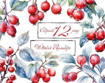 RoseHip clipart, Christmas clipart. Still life clipart. Winter clipart. Winter floral clipart. PNG. Digital watercolor. Free commercial use