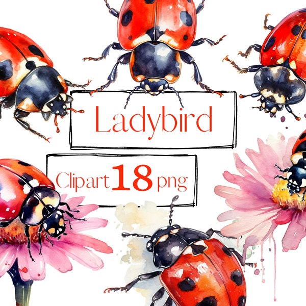 Ladybird clipart. Ladybug clipart. Field clipart, Insect clipart, summer clipart, illustration PNG.  Digital watercolor. Free commercial use