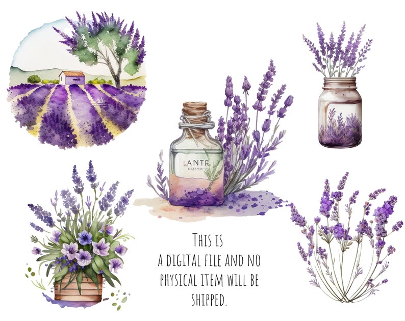 Puede incluir: Ilustraci&oacute;n de acuarela de flores de lavanda en varios arreglos. La ilustraci&oacute;n incluye un campo de lavanda, un ramo en un frasco, una botella de aceite esencial de lavanda y una planta de lavanda en maceta. El texto "Este es un archivo digital y no se enviar&aacute; ning&uacute;n art&iacute;culo f&iacute;sico." est&aacute; incluido en la imagen.