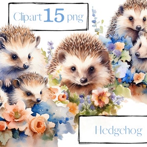Clipart de hérisson. Clipart de pépinière. Clipart de jardin, clipart enfant, enfants, png, illustration de livre, utilisation commerciale gratuite. Aquarelle numérique