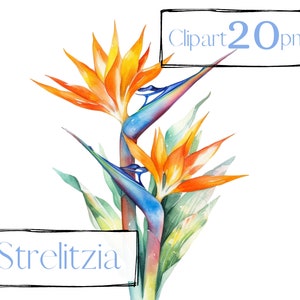 Tropische clipart. Bloemen clipart, Strelitzia clipart. Tropische boeketten, PNG. zomerrust, vakantie. Digitale aquarel. Gratis commercieel gebruik