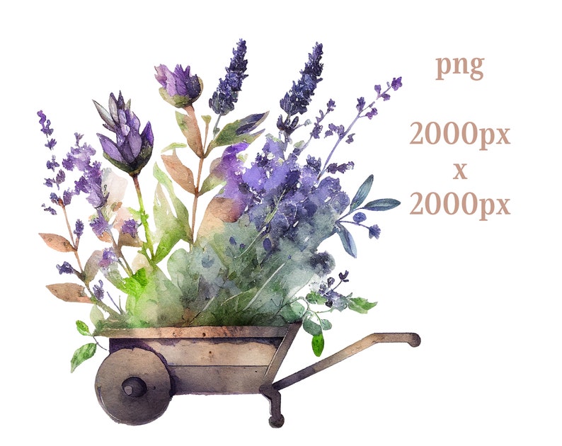 Puede incluir: Una pintura de acuarela de una carretilla de madera llena de un ramo de flores de lavanda p&uacute;rpura y follaje verde.