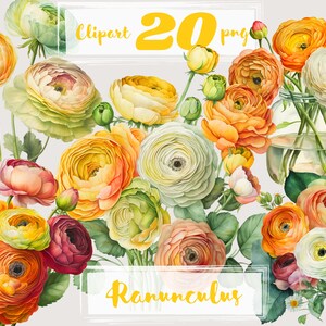 Ranonkel clipart. Zomer clipart. Floral clipart, lente, tuin, bruiloft, bloeien, bloemen. PNG. Digitale aquarel. Gratis commercieel gebruik