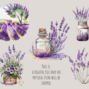 Puede incluir: Ilustraci&oacute;n de acuarela de flores de lavanda en varios arreglos. La ilustraci&oacute;n incluye un campo de lavanda, un frasco de lavanda, una botella de aceite esencial de lavanda y una planta de lavanda en maceta. La ilustraci&oacute;n est&aacute; pintada en tonos de morado, verde y marr&oacute;n.