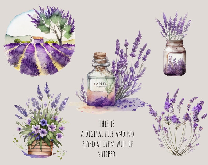 Puede incluir: Ilustraci&oacute;n de acuarela de flores de lavanda en varios arreglos. La ilustraci&oacute;n incluye un campo de lavanda, un frasco de lavanda, una botella de aceite esencial de lavanda y una planta de lavanda en maceta. La ilustraci&oacute;n est&aacute; pintada en tonos de morado, verde y marr&oacute;n.