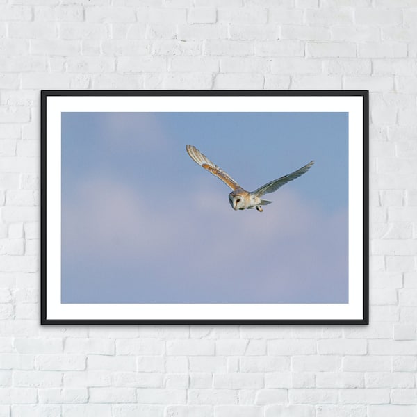 Barn Owl Bird Wildlife Print | Nature Photo | Unframed Wall Art Décor