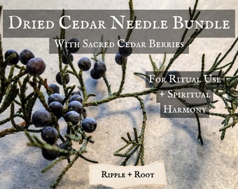 Dried Cedar Needle Bundle - Female Needles with Berries - for Rituals and Spiritual Harmony
