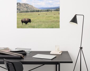 Buffalo Graze, Yellowstone, mountains, Buffalo, Pasture, National Park, Scenic National Park -Photo paper poster 24" x 36"