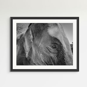 Elephant Wisdom: Black And White Photography - Majestic Elephant Portrait Print - Thailand Wildlife Art - Office Wall Decor - Elephant Art