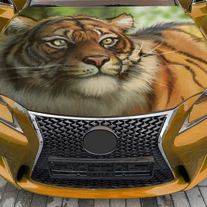 Car Hood Wrap Tiger Art Vinyl Sticker Full Color Predator Wild Cat Decal #9 fit any car