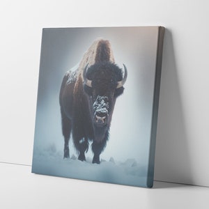 Bison Canvas Art, Bison Art Print, Bison Print