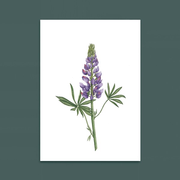 Fleur lupin - Illustration aquarelle