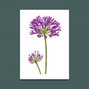 Illustration aquarelle - fleur agapanthe