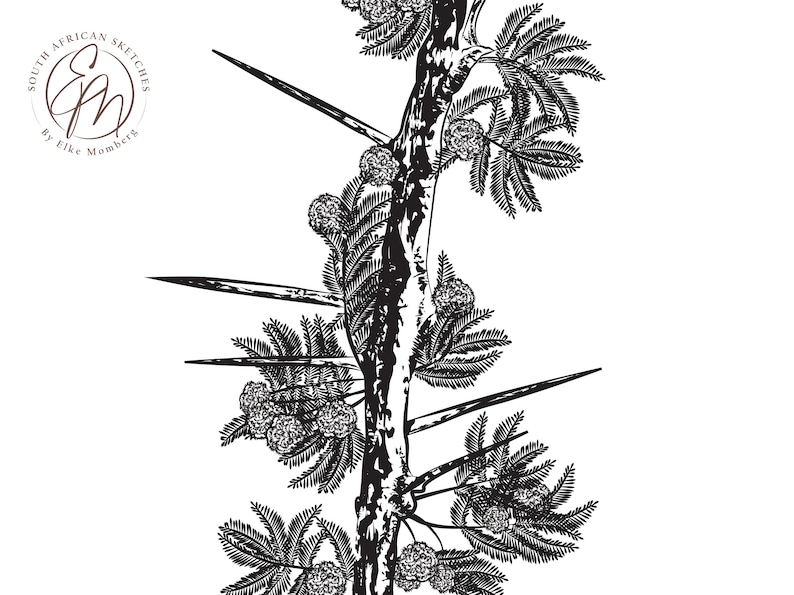 Umbrella Thorn Tree Branch Botanical Wall Art, Modern Black and White